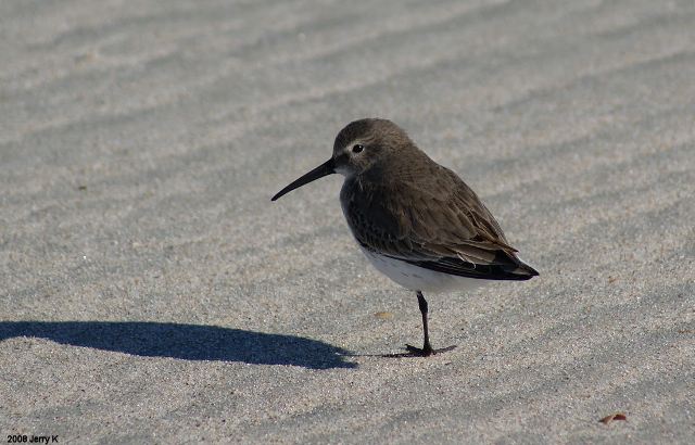 Dunlin